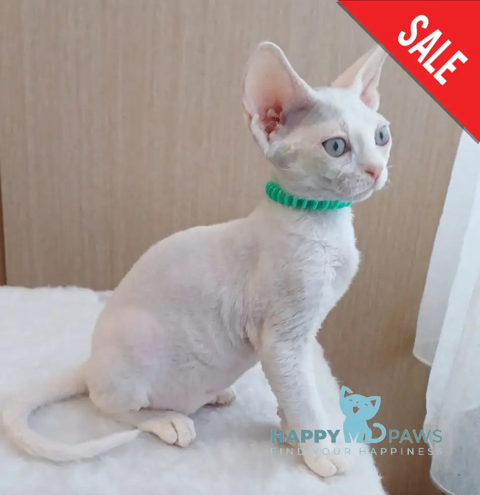 Lucky Devon Rex Male White Live Animals