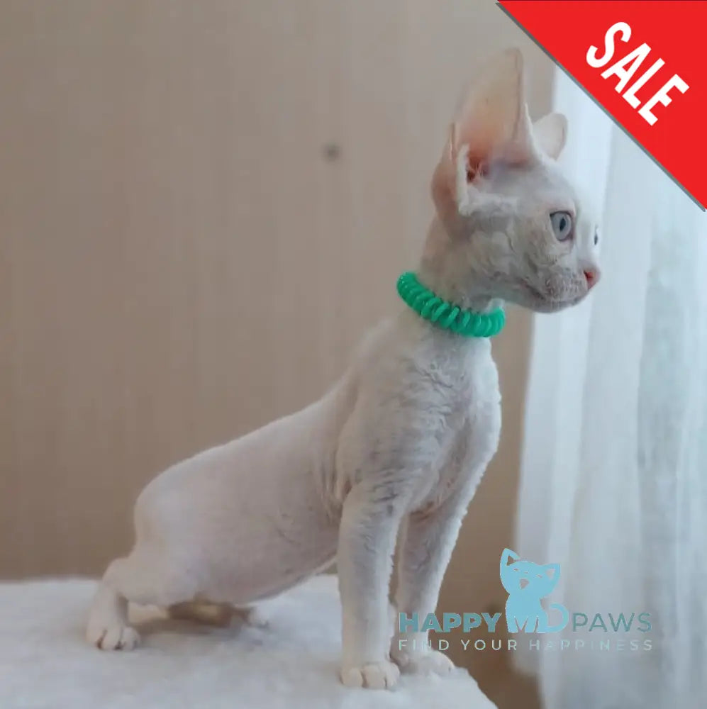 Lucky Devon Rex Male White Live Animals