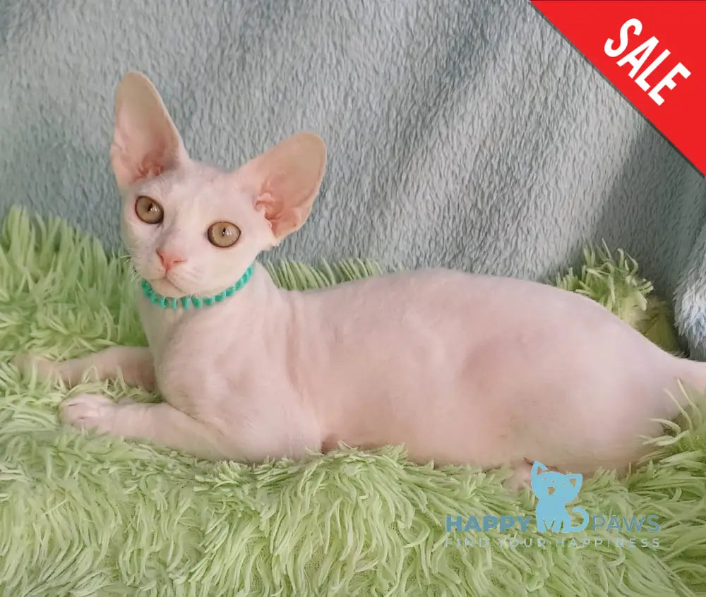 Lucky Devon Rex Male White Live Animals