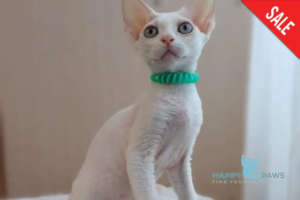 Lucky Devon Rex Male White Live Animals