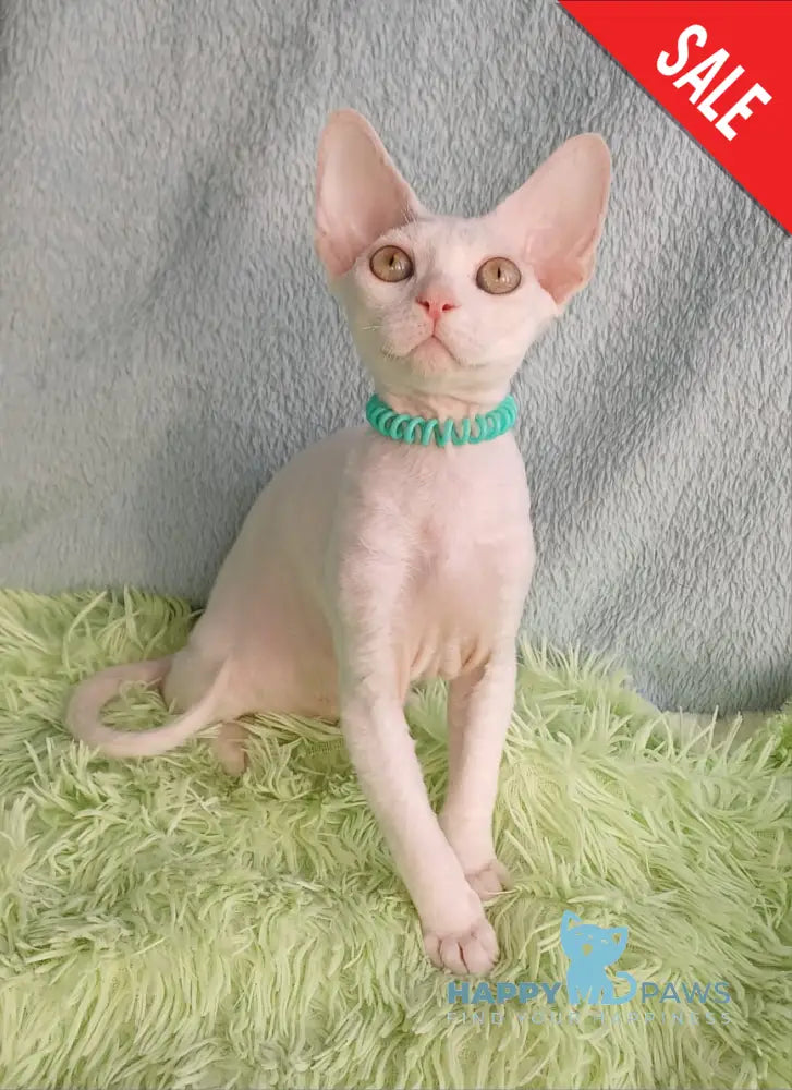 Lucky Devon Rex Male White Live Animals