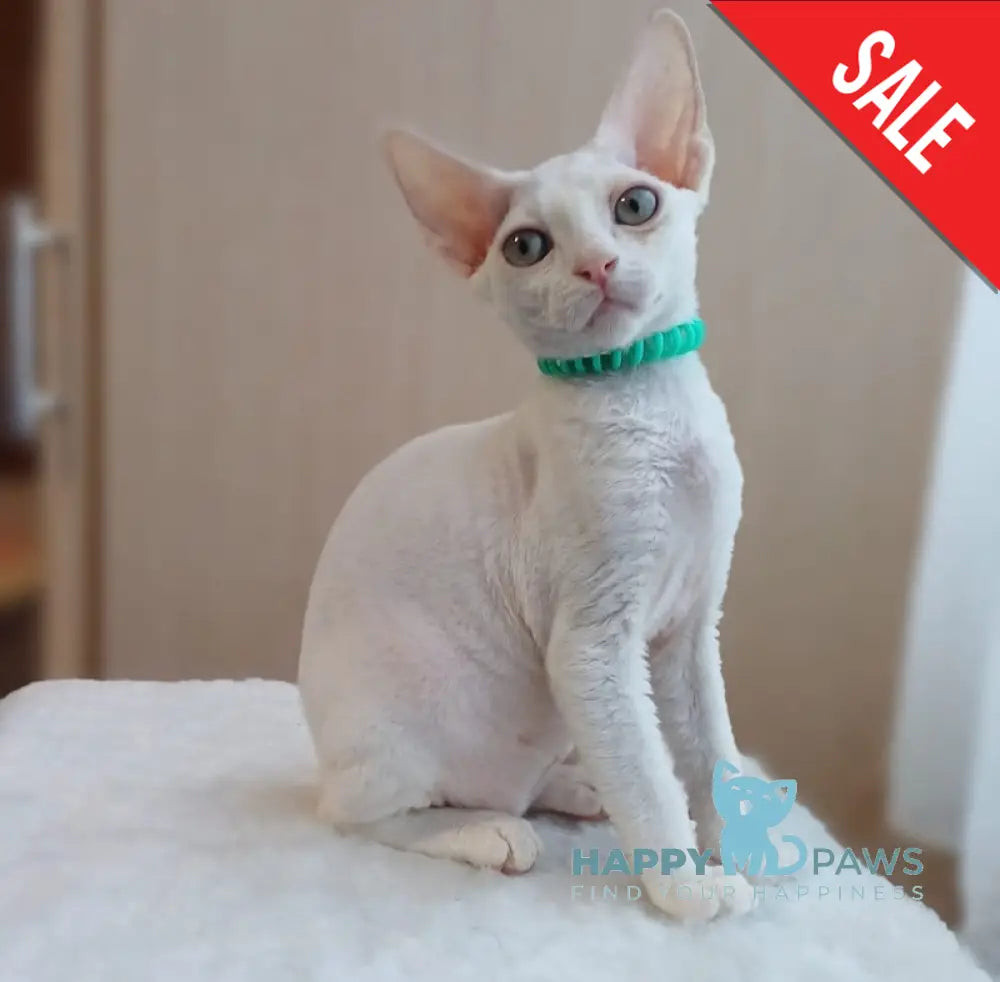 Lucky Devon Rex Male White Live Animals