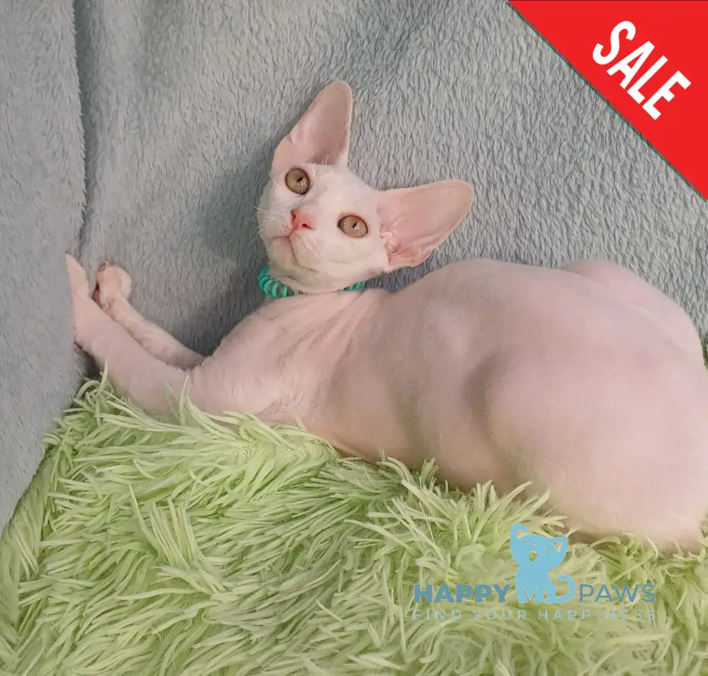 Lucky Devon Rex Male White Live Animals