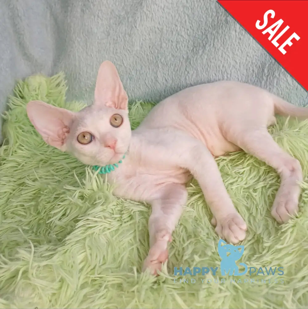 Lucky Devon Rex Male White Live Animals