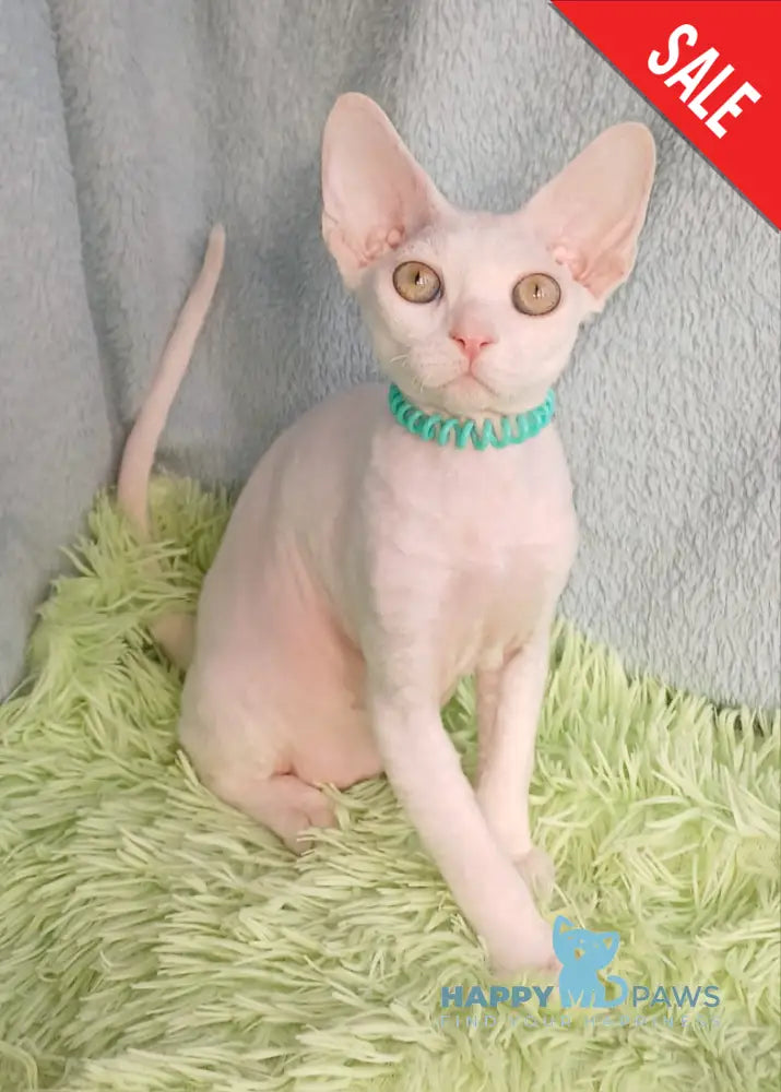 Lucky Devon Rex Male White Live Animals