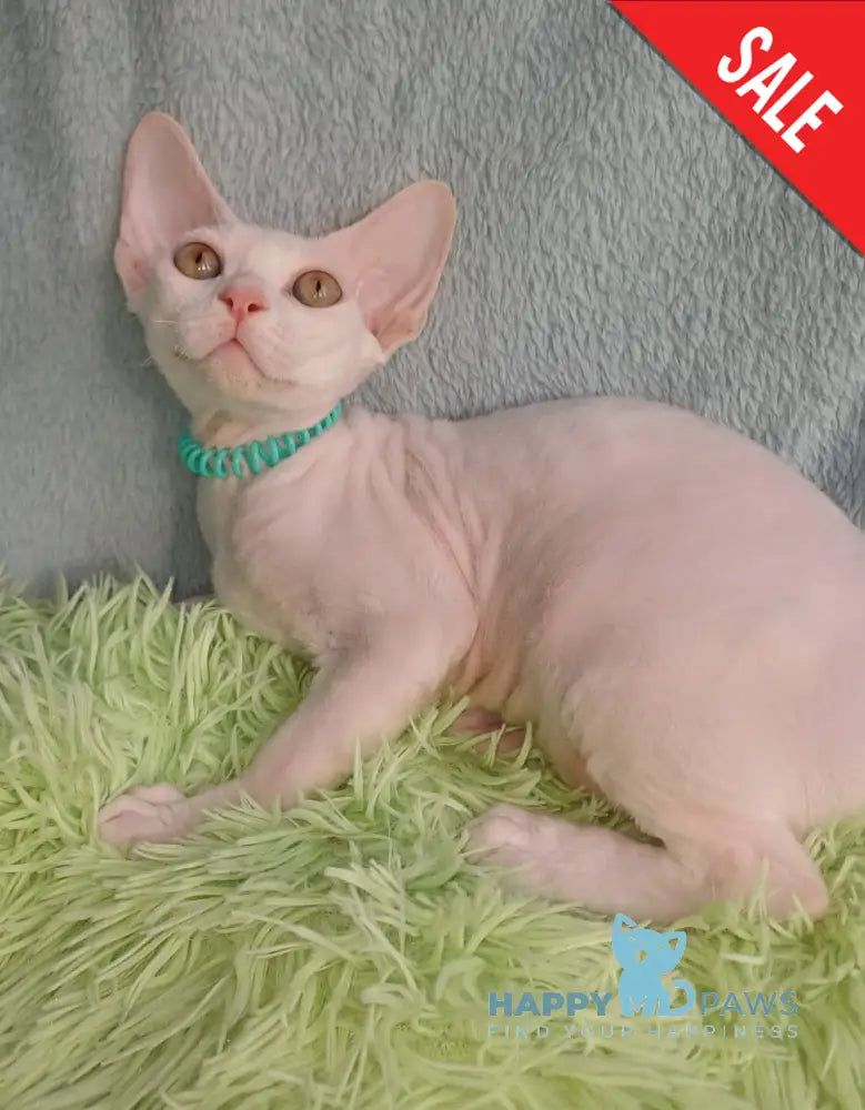 Lucky Devon Rex Male White Live Animals