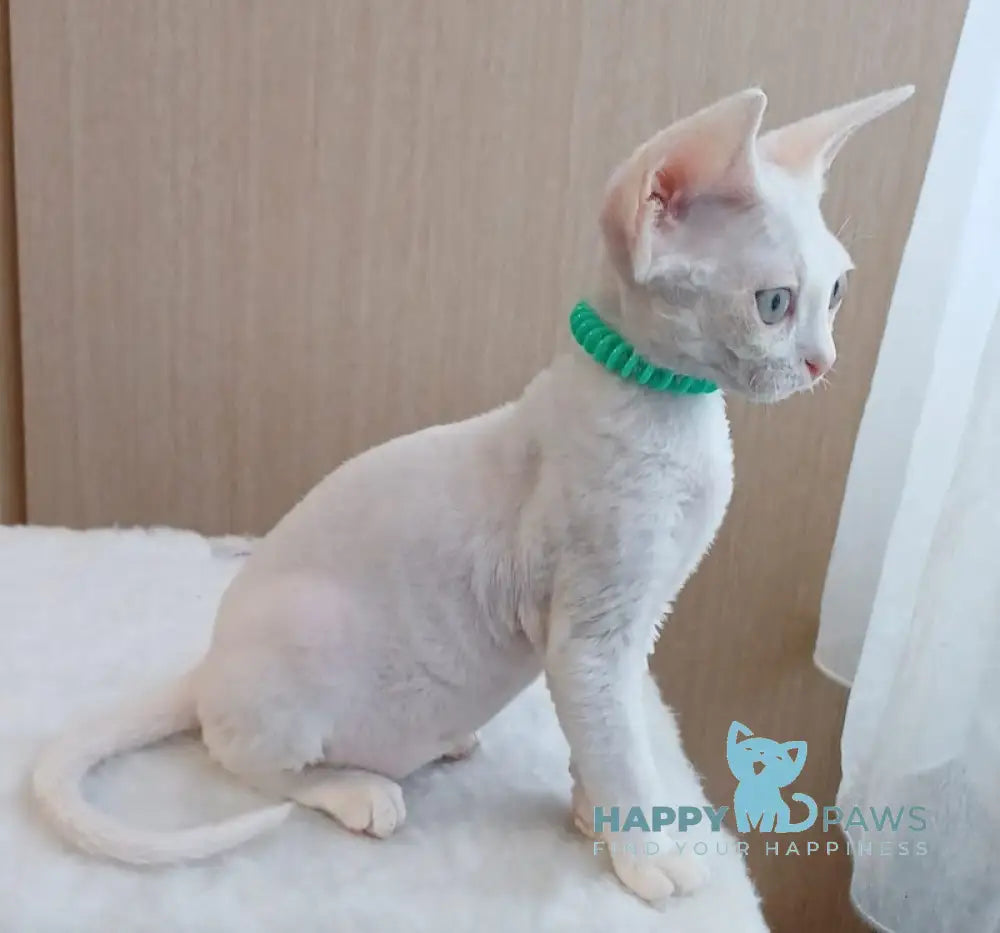 Lucky Devon Rex Male White Live Animals