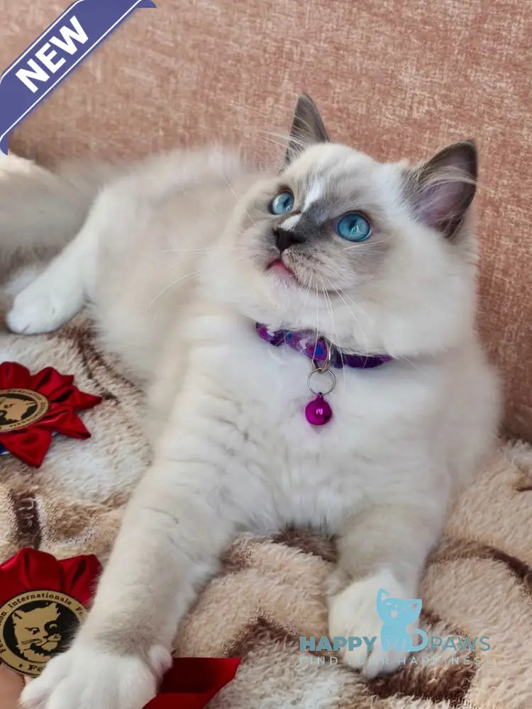 Luis Ragdoll Male Blue Mitted Live Animals