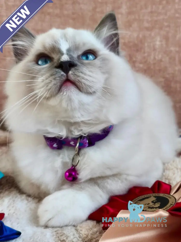 Luis Ragdoll Male Blue Mitted Live Animals