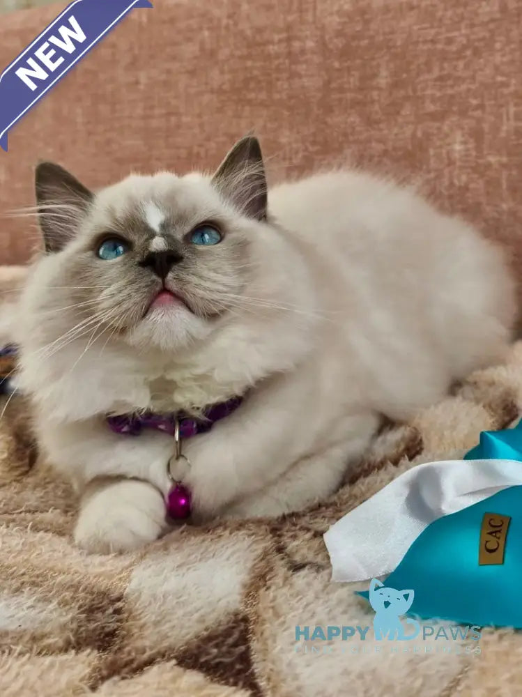 Luis Ragdoll Male Blue Mitted Live Animals