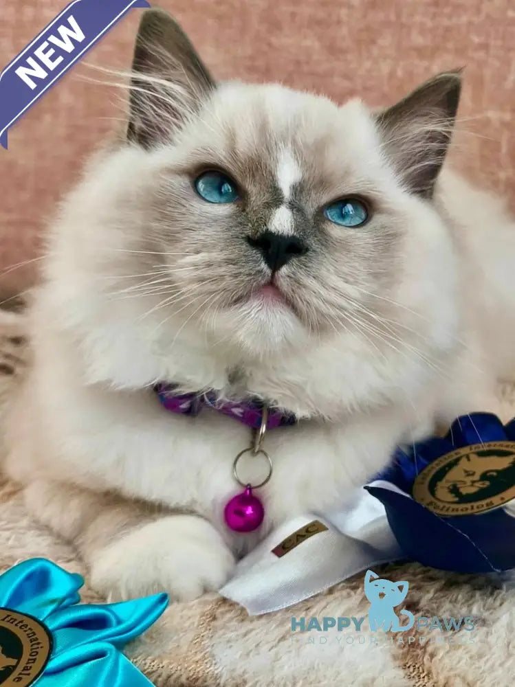 Luis Ragdoll Male Blue Mitted Live Animals