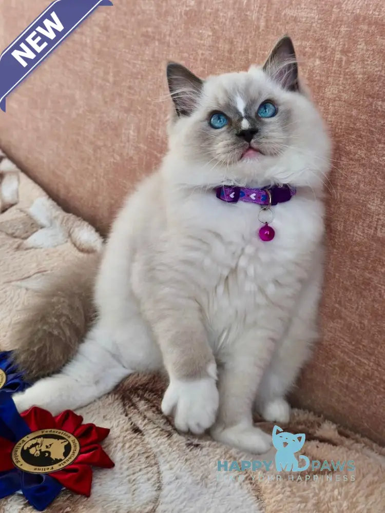 Luis Ragdoll Male Blue Mitted Live Animals