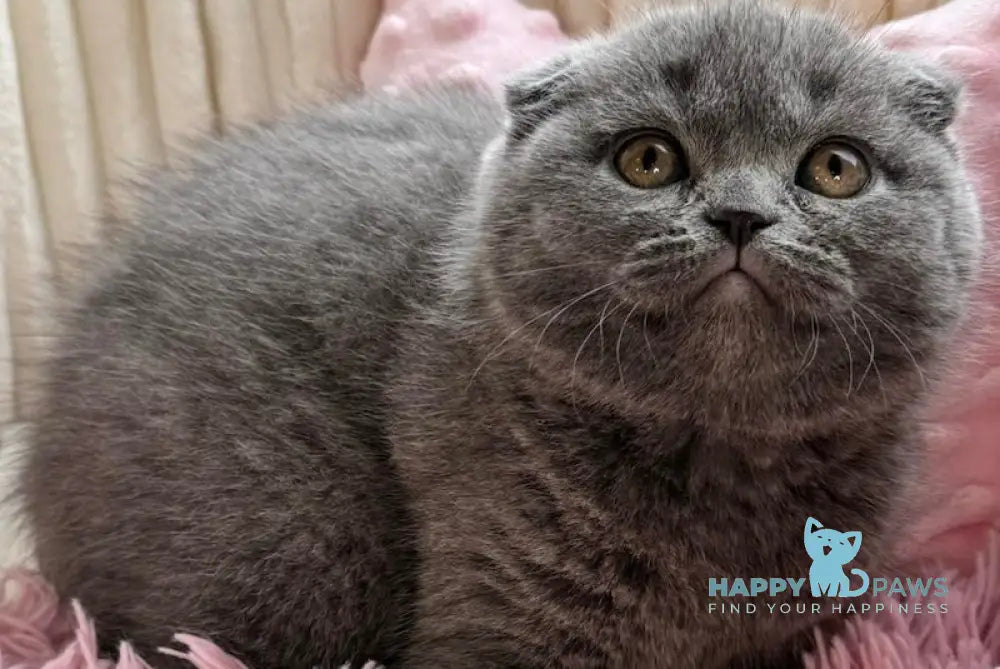 Luna Scottish Fold Female Blue Live Animals