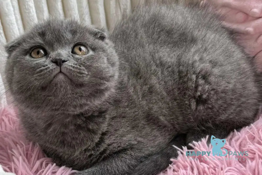 Luna Scottish Fold Female Blue Live Animals