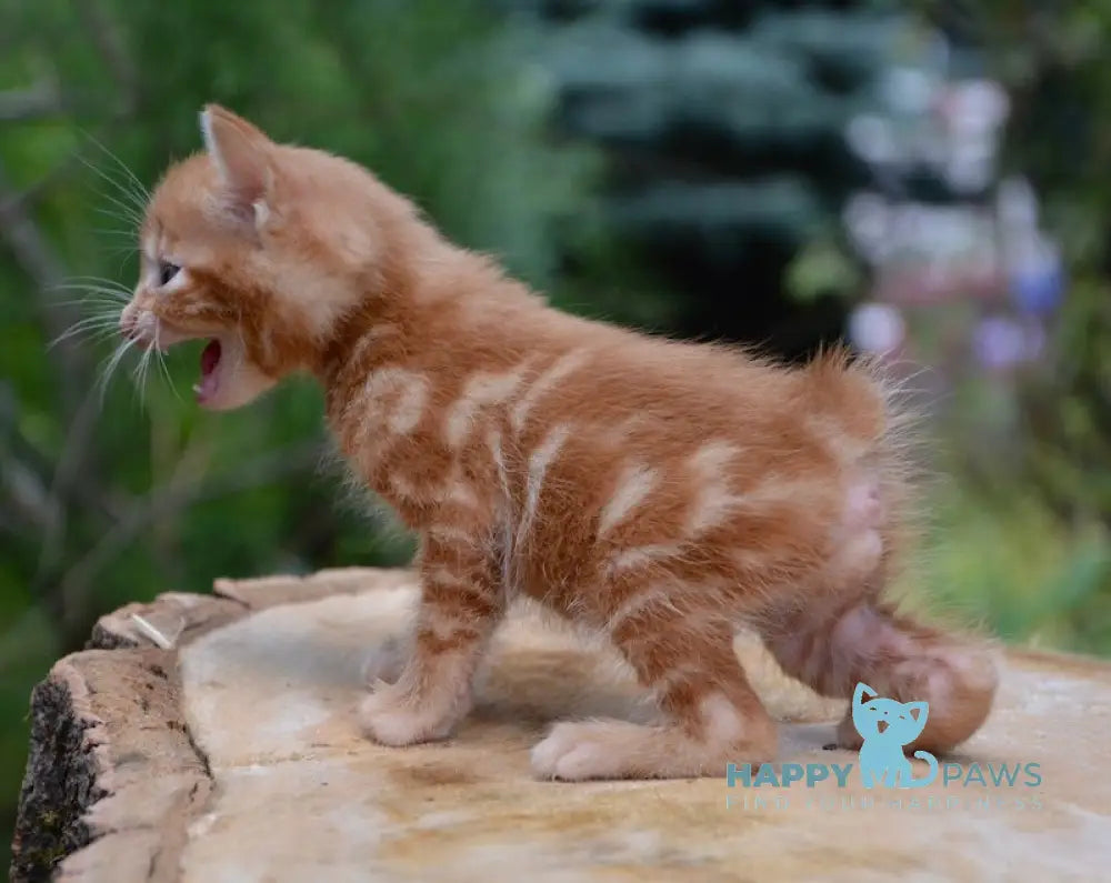 Luzi Kurilian Bobtail Male Red Tabby Live Animals