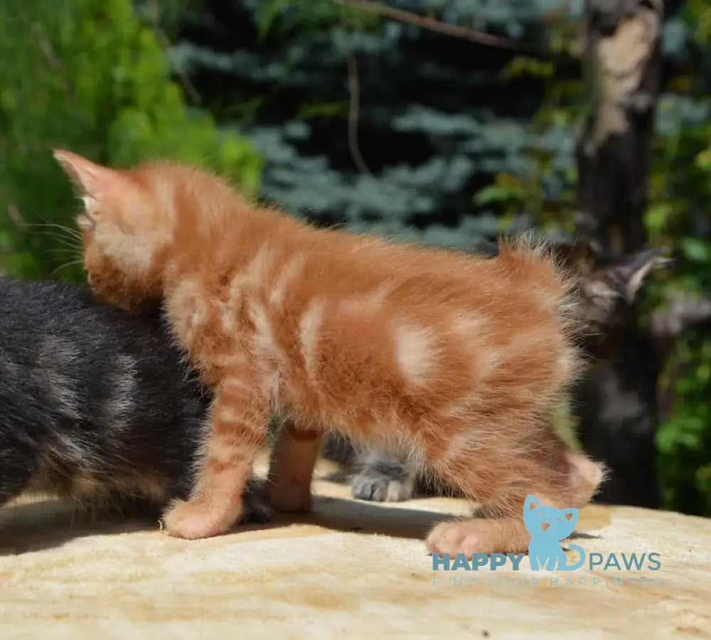 Luzi Kurilian Bobtail Male Red Tabby Live Animals