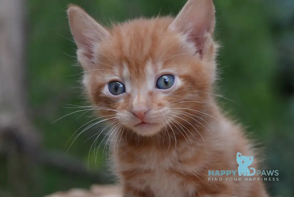 Luzi Kurilian Bobtail Male Red Tabby Live Animals