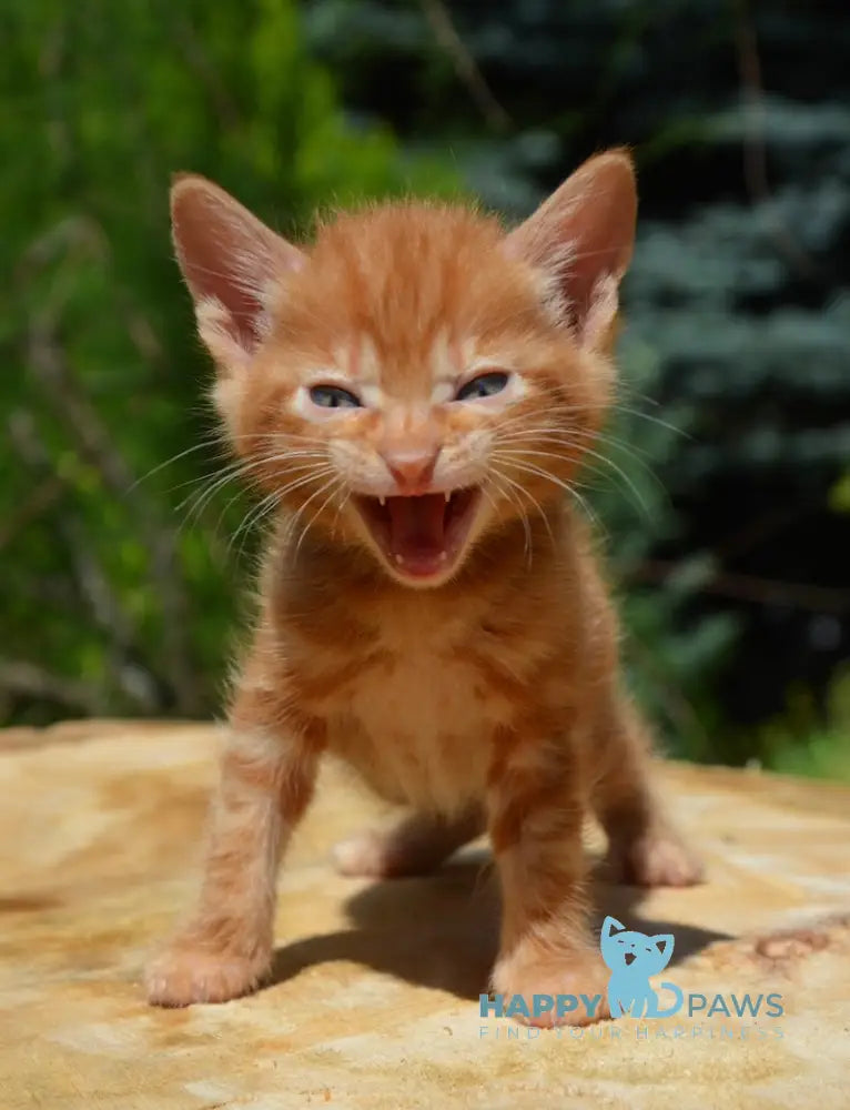 Luzi Kurilian Bobtail Male Red Tabby Live Animals