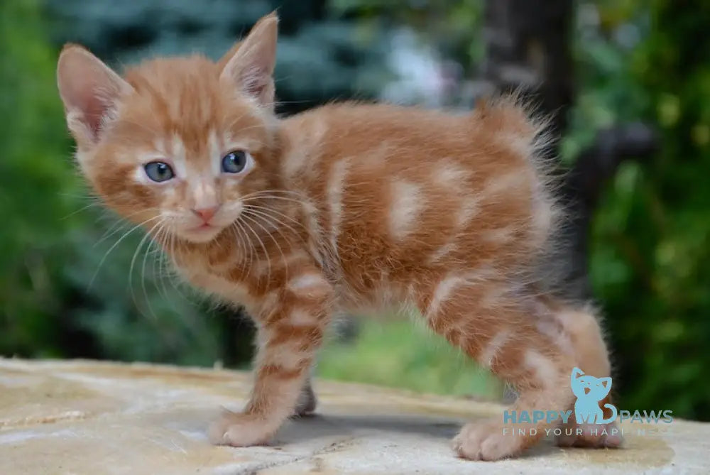 Luzi Kurilian Bobtail Male Red Tabby Live Animals