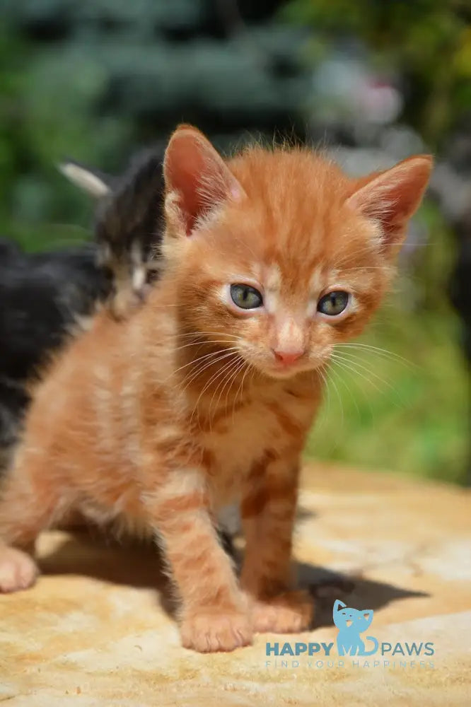 Luzi Kurilian Bobtail Male Red Tabby Live Animals