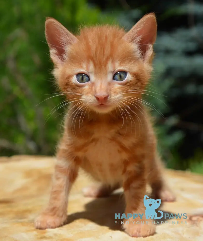 Luzi Kurilian Bobtail Male Red Tabby Live Animals