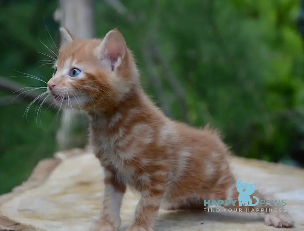 Luzi Kurilian Bobtail Male Red Tabby Live Animals