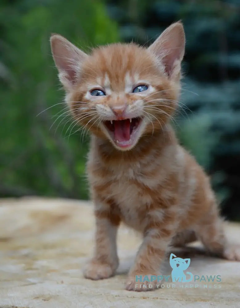 Luzi Kurilian Bobtail Male Red Tabby Live Animals