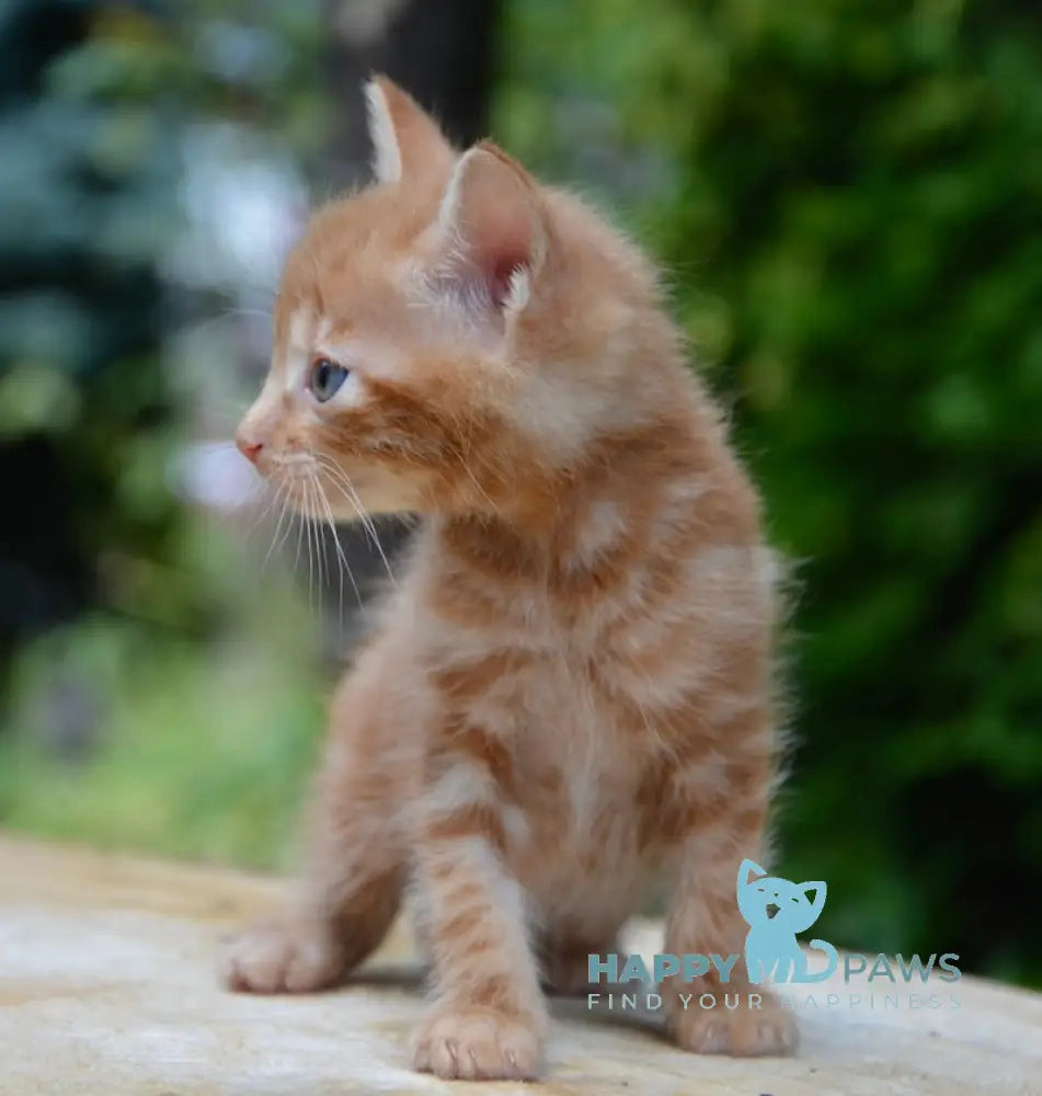 Luzi Kurilian Bobtail Male Red Tabby Live Animals