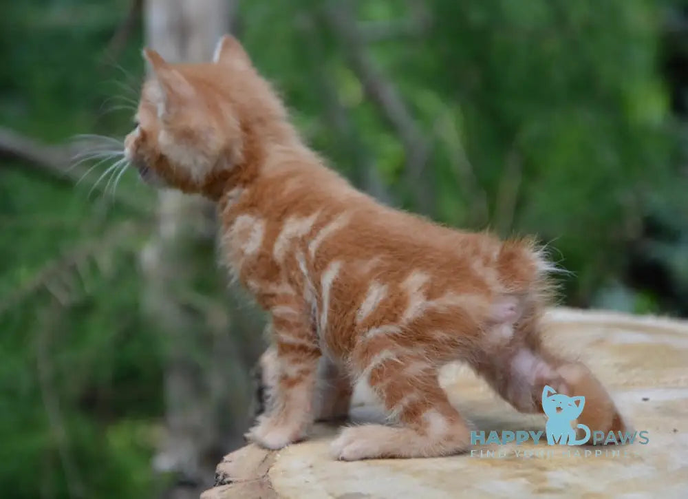 Luzi Kurilian Bobtail Male Red Tabby Live Animals