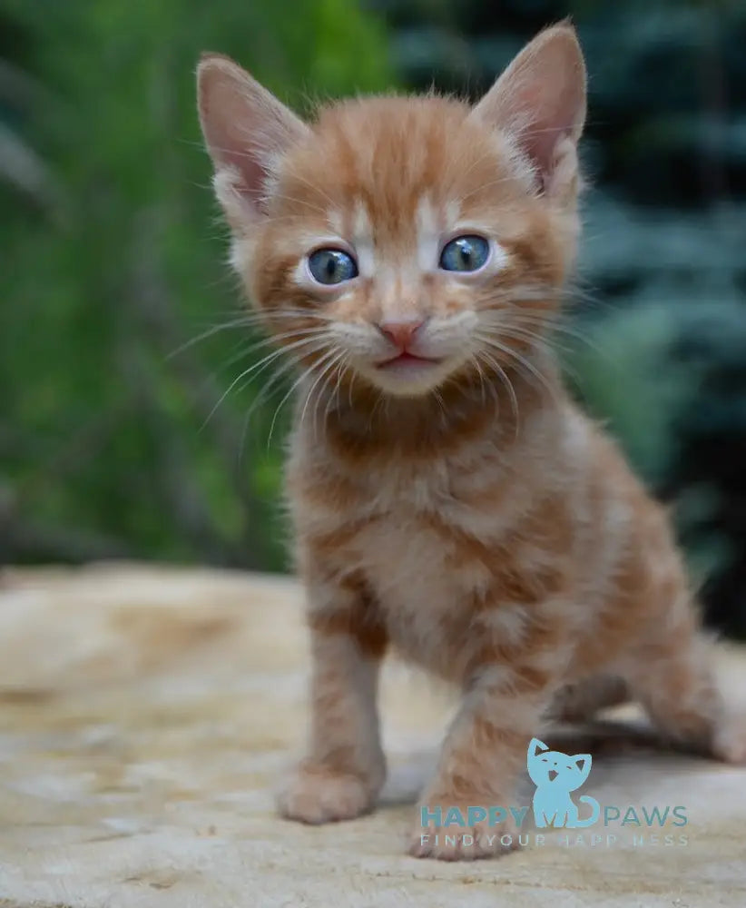 Luzi Kurilian Bobtail Male Red Tabby Live Animals