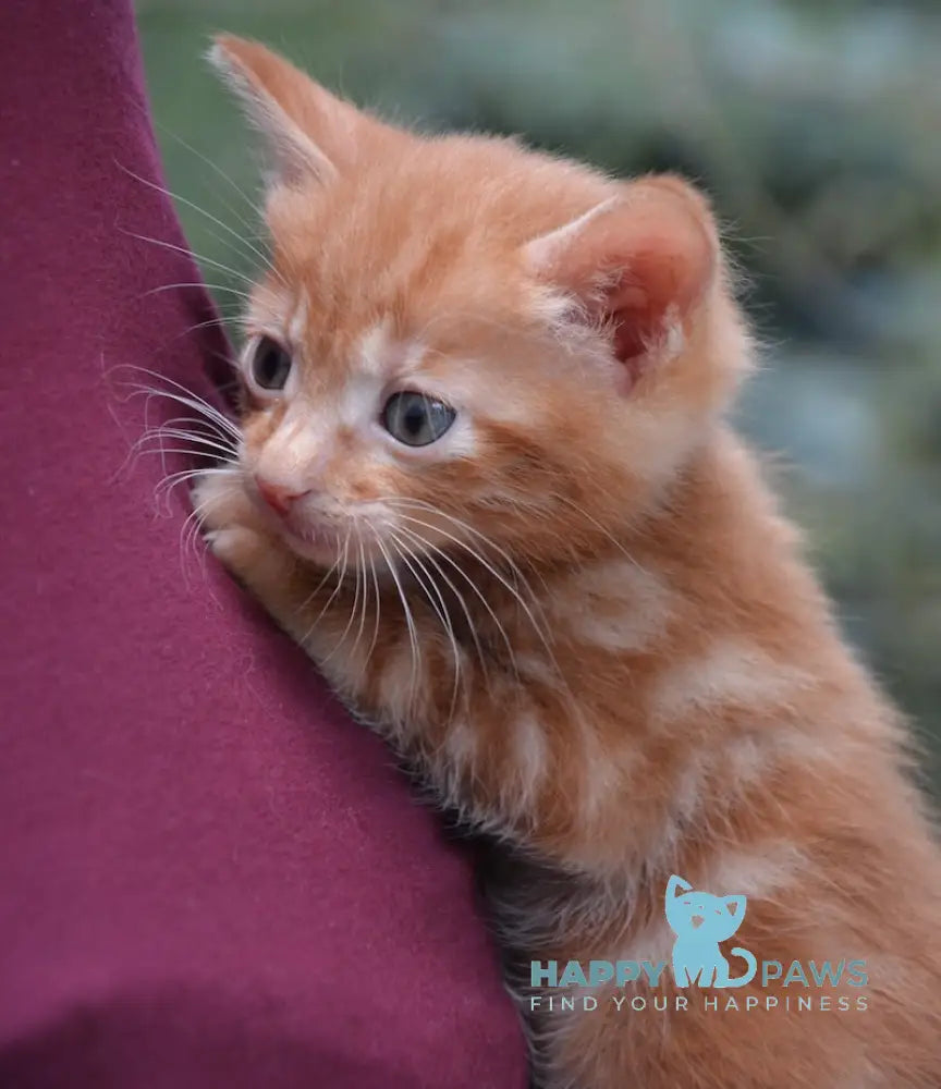 Luzi Kurilian Bobtail Male Red Tabby Live Animals