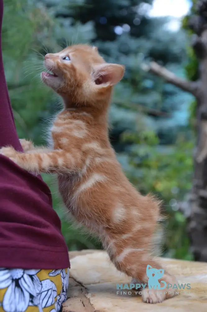 Luzi Kurilian Bobtail Male Red Tabby Live Animals