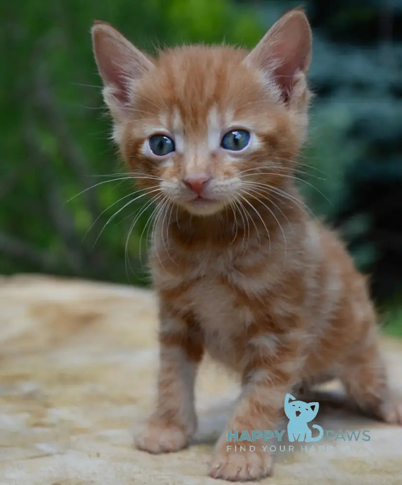 Luzi Kurilian Bobtail Male Red Tabby Live Animals