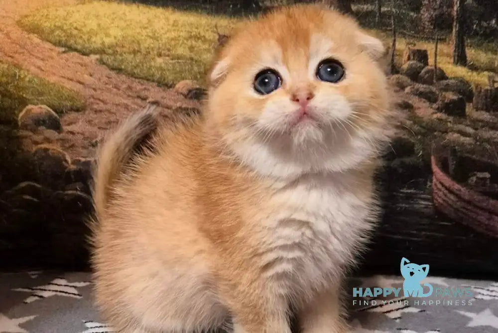 Lyolik Scottish Fold Male Black Golden Shaded Live Animals