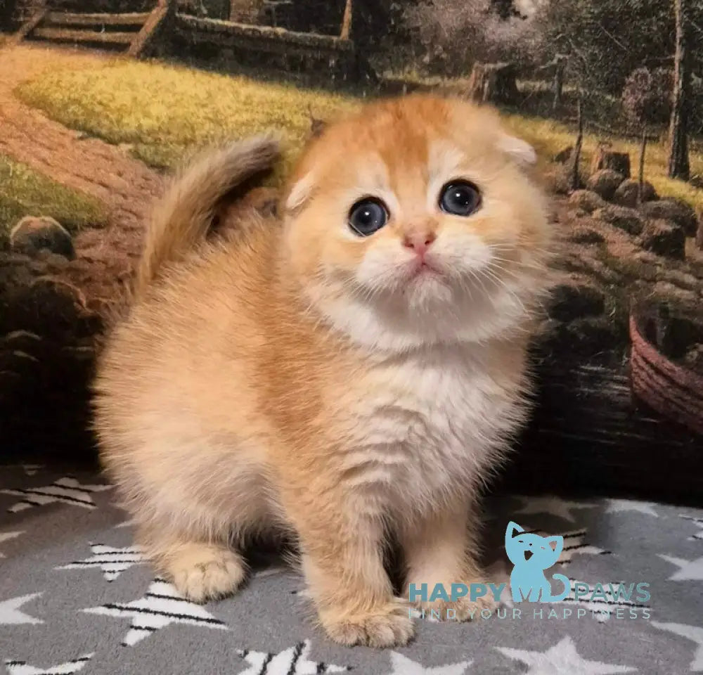 Lyolik Scottish Fold Male Black Golden Shaded Live Animals