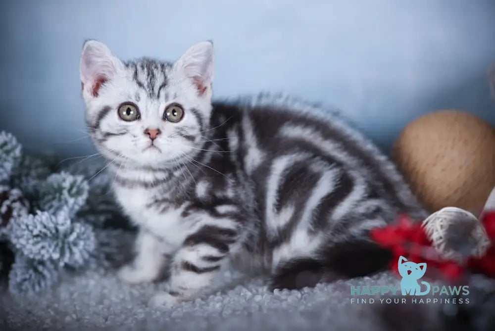 Macho Scottish Straight Male Black Silver Tabby Live Animals