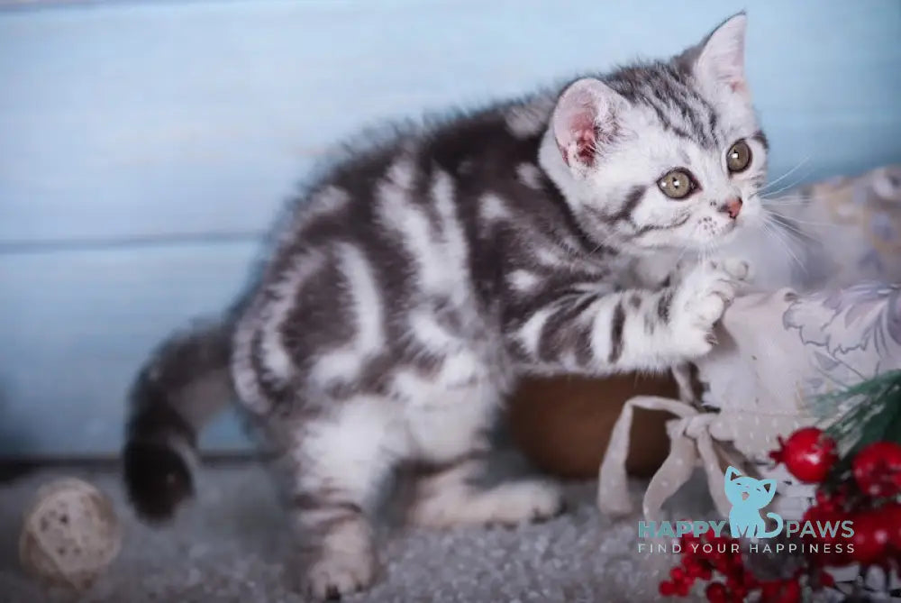 Macho Scottish Straight Male Black Silver Tabby Live Animals