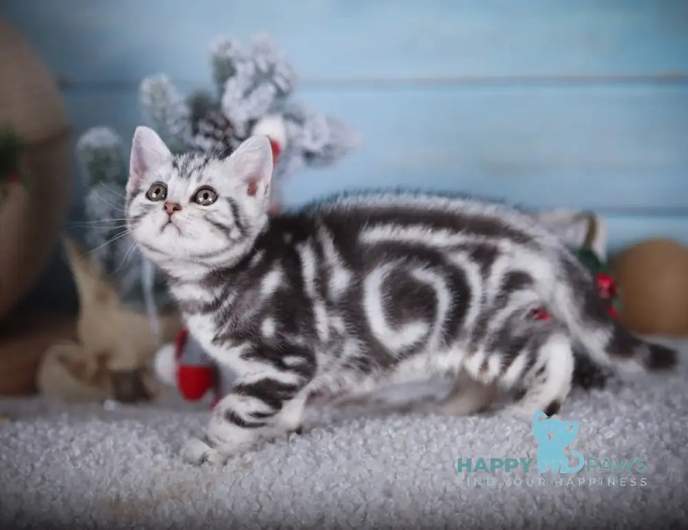 Macho Scottish Straight Male Black Silver Tabby Live Animals