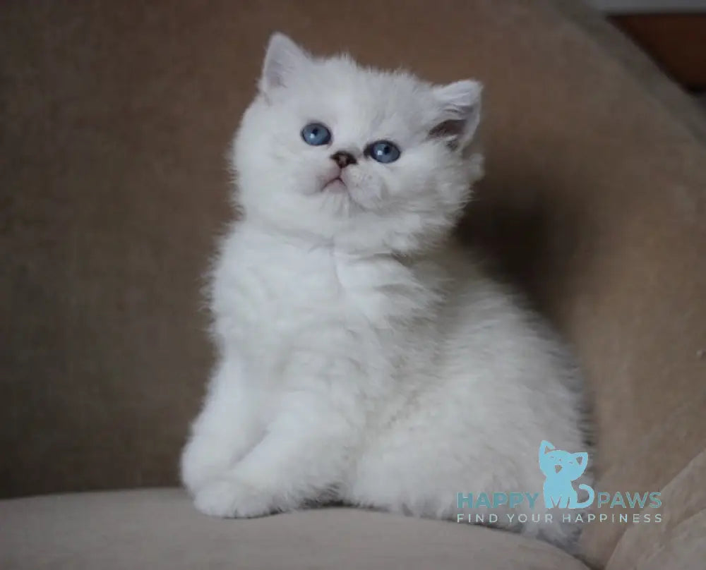 Madonna British Shorthair Female Black Silver Shaded Pointed Live Animals