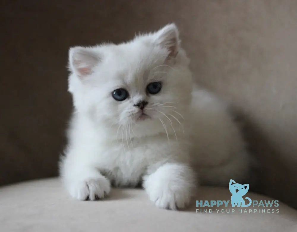 Madonna British Shorthair Female Black Silver Shaded Pointed Live Animals