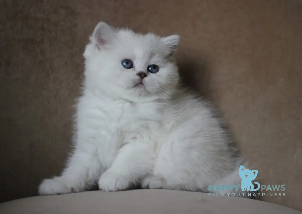 Madonna British Shorthair Female Black Silver Shaded Pointed Live Animals