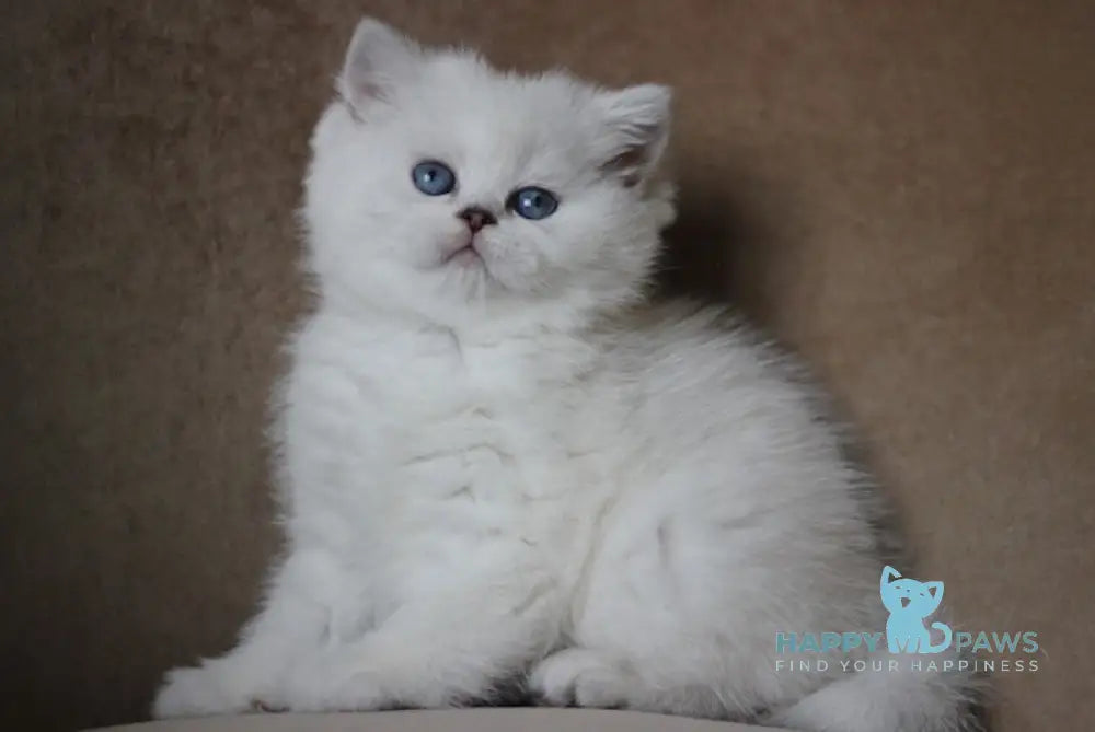 Madonna British Shorthair Female Black Silver Shaded Pointed Live Animals