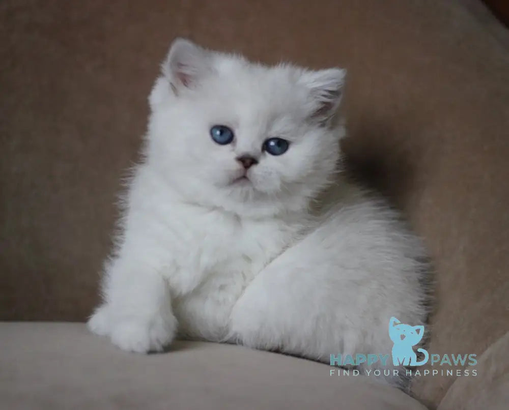 Madonna British Shorthair Female Black Silver Shaded Pointed Live Animals