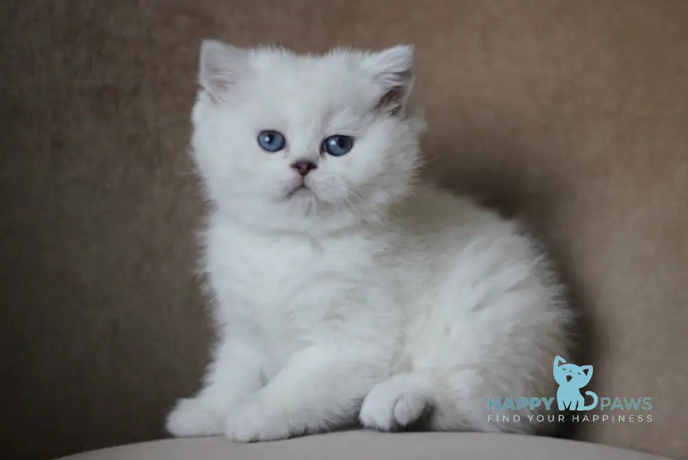 Madonna British Shorthair Female Black Silver Shaded Pointed Live Animals