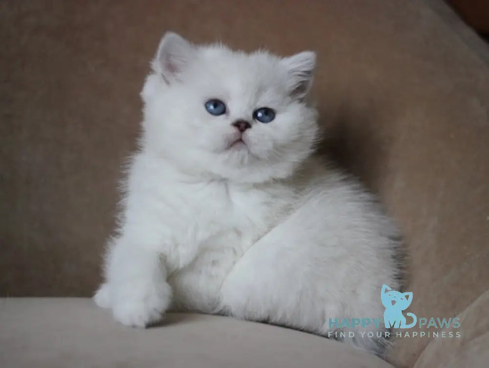 Madonna British Shorthair Female Black Silver Shaded Pointed Live Animals