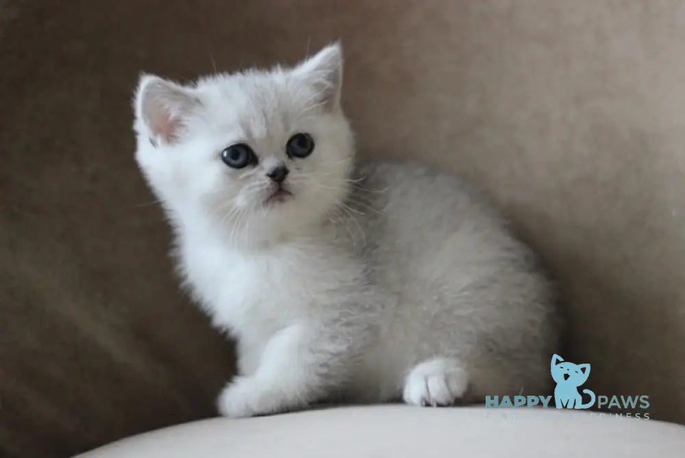 Maggi British Shorthair Female Black Silver Shaded Live Animals