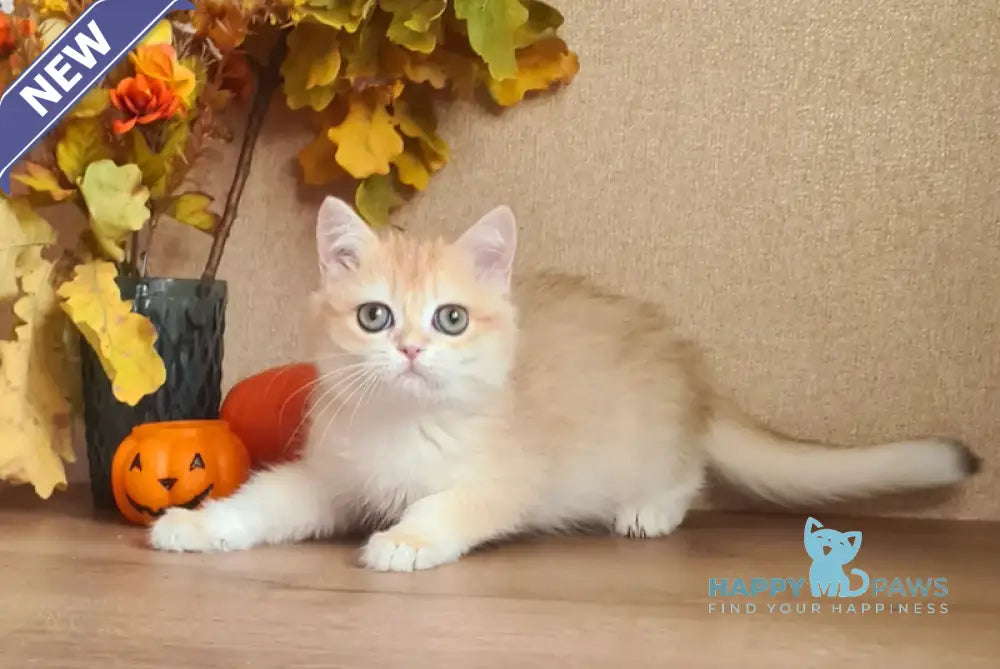 Magnolia British Shorthair Female Black Golden Chinchilla Live Animals