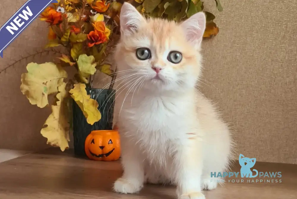 Magnolia British Shorthair Female Black Golden Chinchilla Live Animals