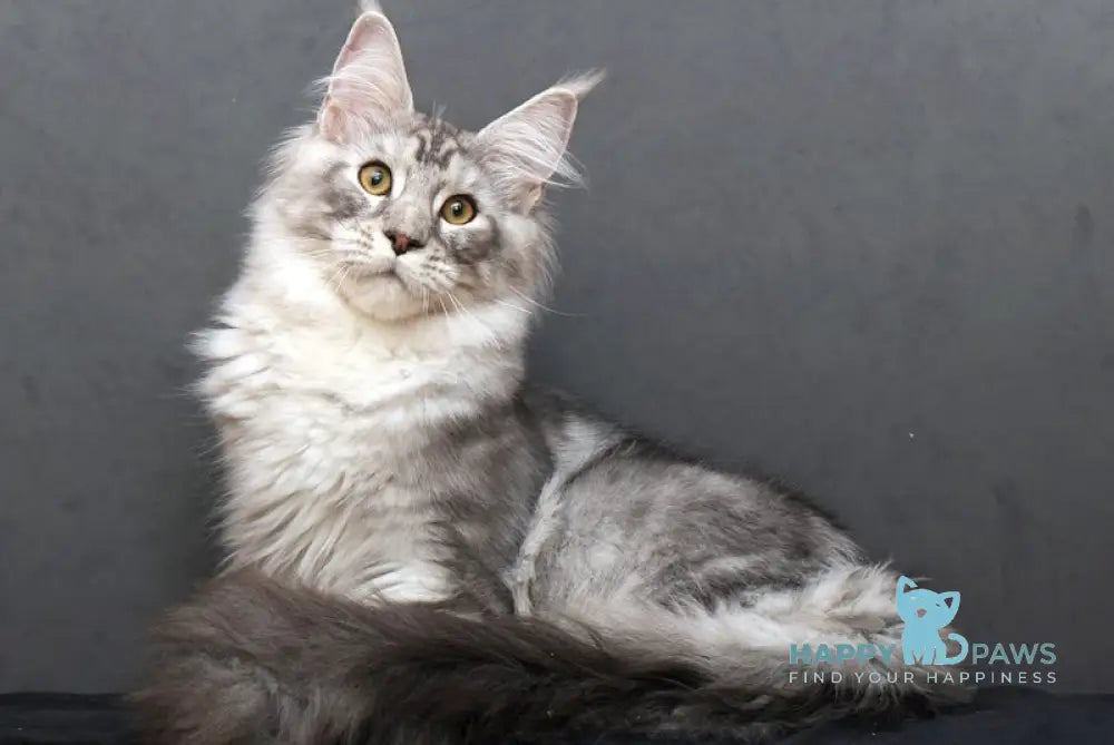 Makvin Maine Coon Male Black Silver Tabby Live Animals