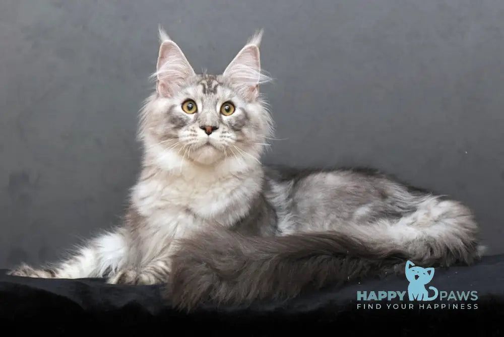 Makvin Maine Coon Male Black Silver Tabby Live Animals